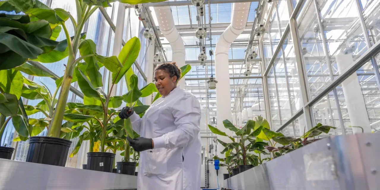 Elo-fungus-resistant-banana-plants-in-greenhouse-1280x640