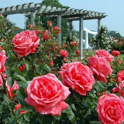 A closeup of a beautiful rose garden. Pink roses are in bloom.